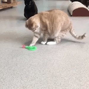 🐱Hüpfball-Katzenpielzeug